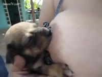 Bitch is breastfeeding puppies